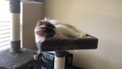 Gave her catnip for the first time.