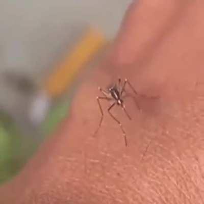 A mosquito failing to drink blood!