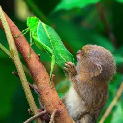 Pygmy marmoset is fascinated by an insect