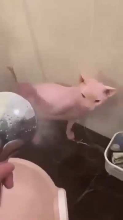 dhfoofecvsddssdjkvdsxv