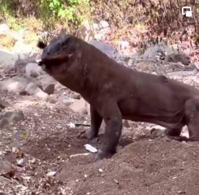 A hungry Komodo dragon 🐉