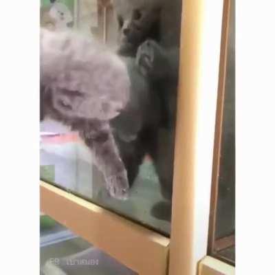 Liquid spilled out from cat tank