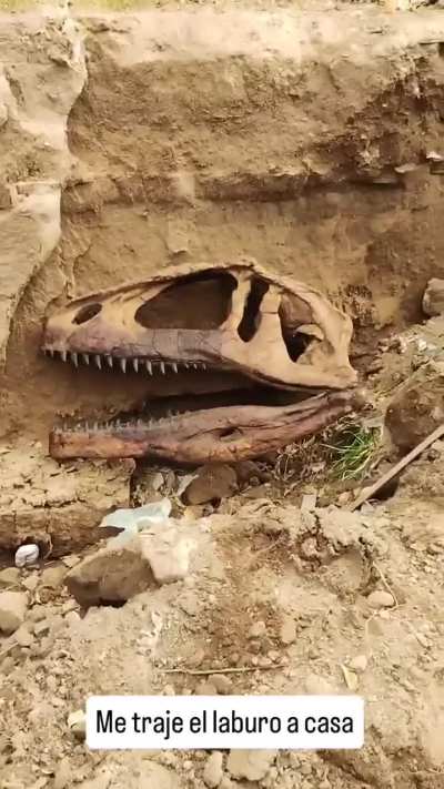Un empleado del museo de ciencias naturales de Bahia Blanca encontró UN FÓSIL de dinosaurio en la zanja que se hizo por la inundación EN LA PUERTA DE SU CASA. Este país es un cine al aire libre. 🚬