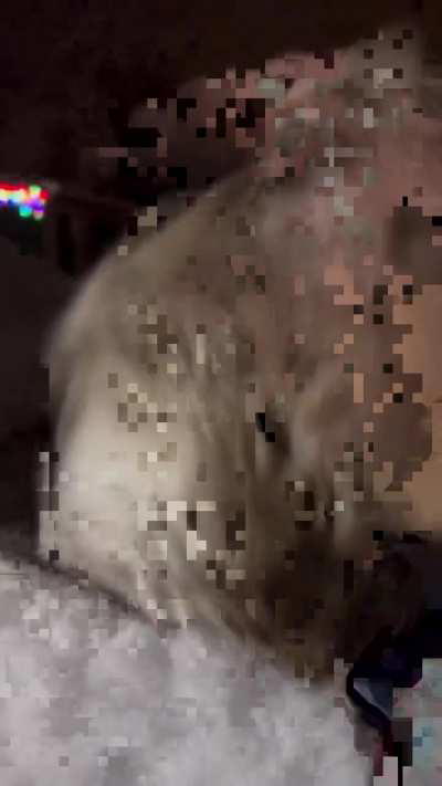 In Russia all animals are friend shaped