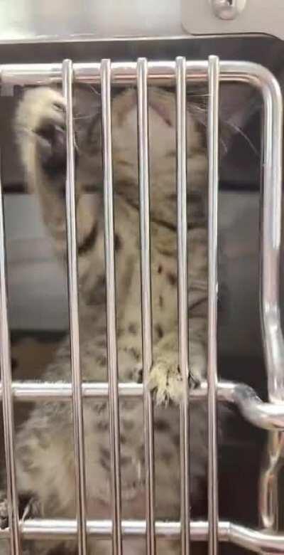 Rescue kitten keeps falling into the water and screaming.