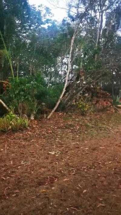 Finally, our first storm of the season. The temp dropped like 10°c, the air is thick with ozone, and this Aussie gal has a happy tear in her eye.....