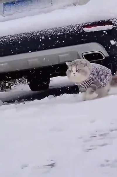 BEHOLD! The snow floof!