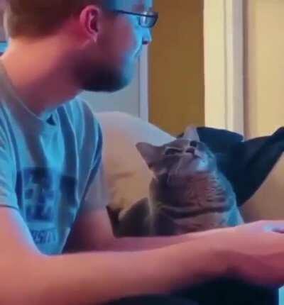 Kitty absolutely adores their human