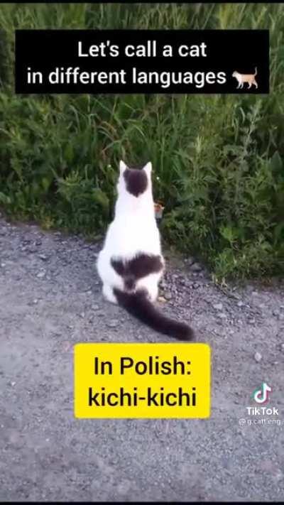 Cringe w*stern language vs Chat balkan language