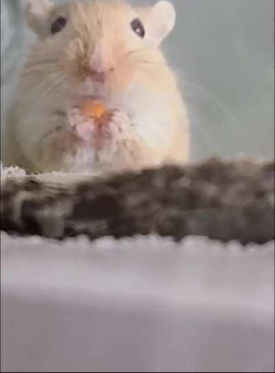 Macaroni eating a lil' carrot with her lil' grabbies 🥰🥰🥰