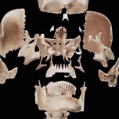 All the bones in a human skull