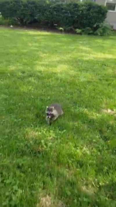 follow me for scritches