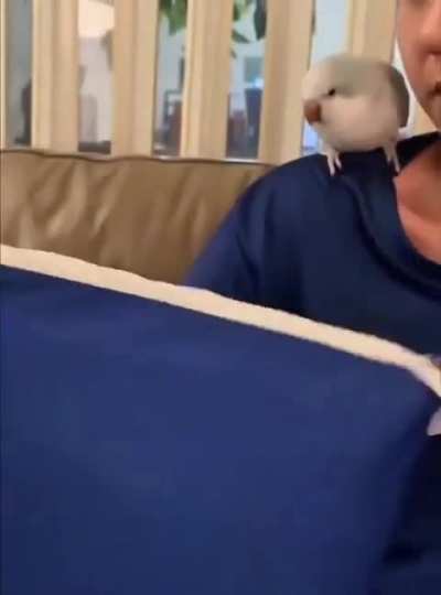 A parrot's mimicry skills might be beyond your imagination.