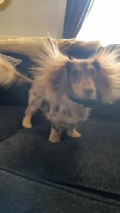 This little Dachshund's Static Hairdo