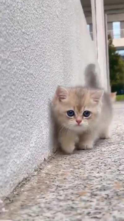 Cute cat video