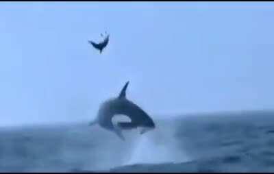 Orca yeets dolphin while hunting.