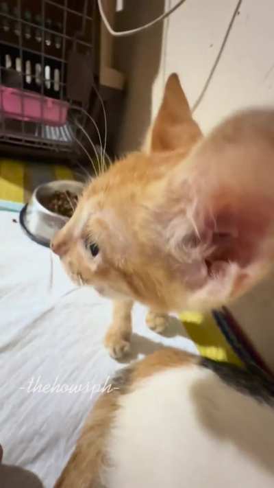 Two sides of Robert: Having seizure and being playful 🐱