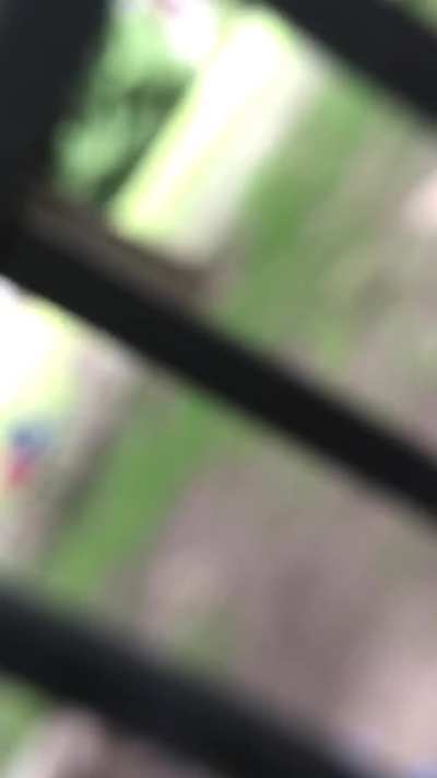 I think this video I took of a white-jawed jumping spider belongs here lol