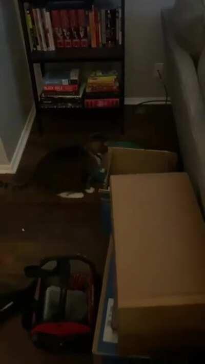 My husband had to go out of town for a week for work and his cat Stripes was VERY dramatic about being left alone with me.