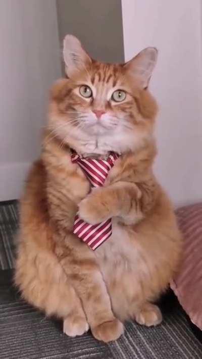 The most handsome cat