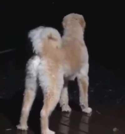 He's a semi-automatic