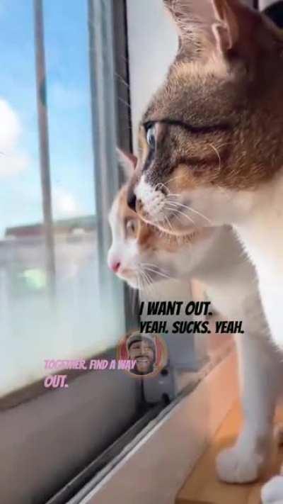 the real conversation between two cats