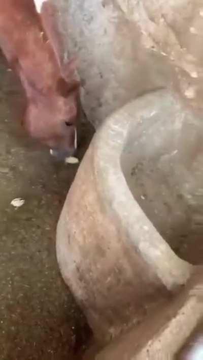 I am not looking at horses the same way