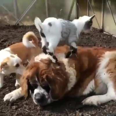 He’s probably getting the best massage of his life!!