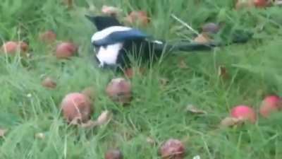 magpie binged on fermenting apples causing it to get drunk