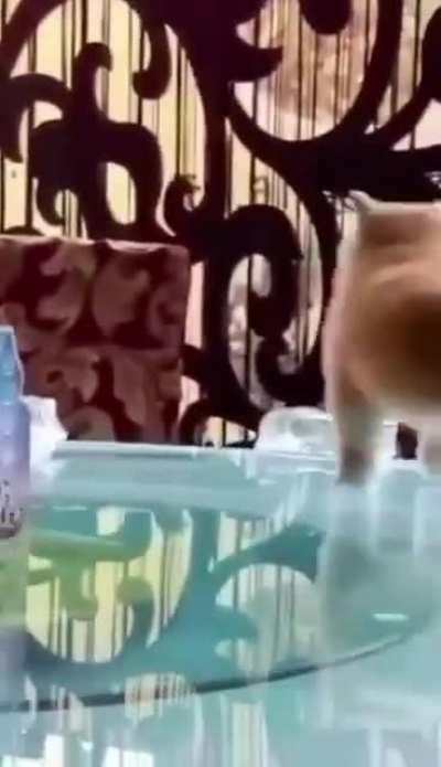 Shiba Cycle on a Lazy Susan