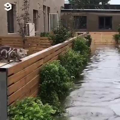 My water dogs need me!!! Zooomies for daaaaayyyys!!!!!