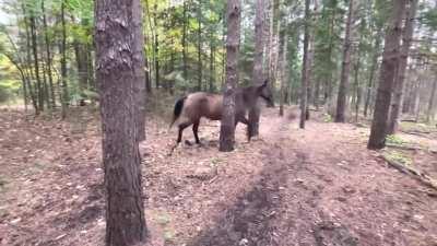 Horse kicks tree, farts on dogs then runs away.