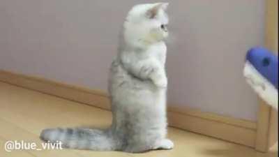 Kitten counters marine predator with derp dance