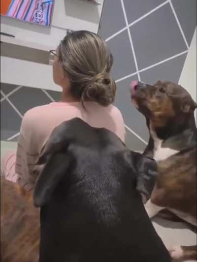 When your dog decides to tease you 😂