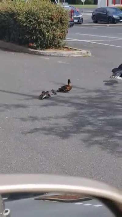Duck Protecting Its Babies From Crow
