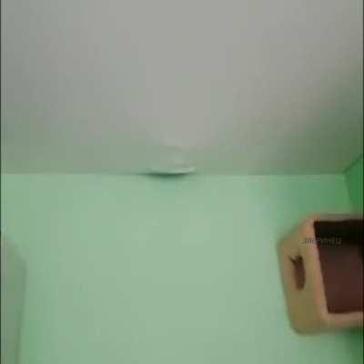 THERE ARE ANIMALS IN MY CEILING. THERE ARE ANIMALS IN MY CEILING. THERE ARE ANIMALS IN MY CEILING. THERE ARE ANIMALS IN MY CEILING. THERE ARE ANIMALS IN MY CEILING. GET THEM OUT!