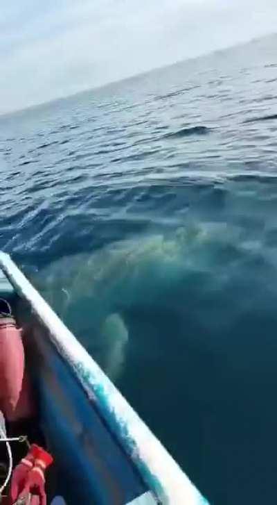 There's always a bigger fish in the sea