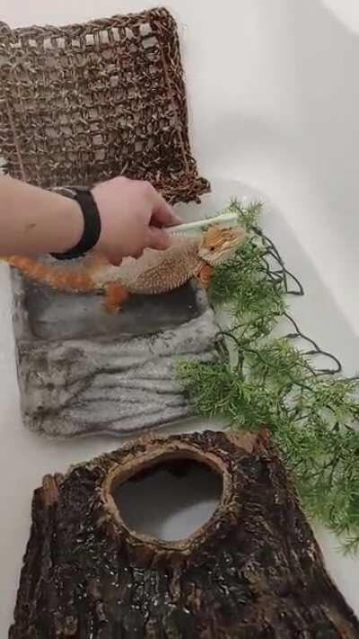 Mango LOVES his bath time!!