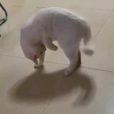 Cats are weird.. 😂