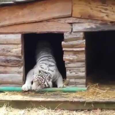 ...and then it folded