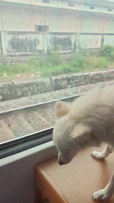 How to manage separation anxiety and barking in my young Indian Spitz, especially as my elderly mother is her main caretaker?