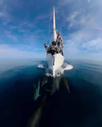 🔥Dolphins cruising with a boat