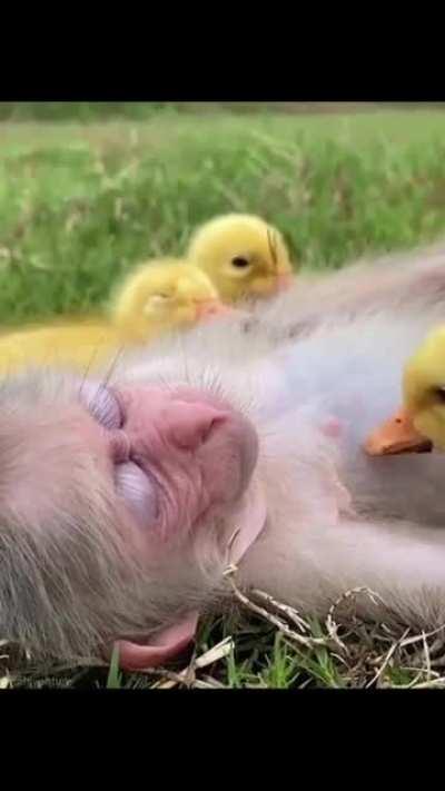 Let's be as loving as animals ❤️🐥🐵