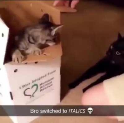 Cat goes into italics