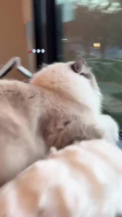 The zoomies are zooming this evening 🤌🏻