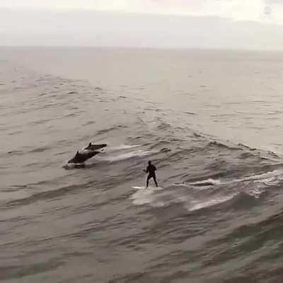 Amazing drone footage of dolphins swimming alongside a southern California surfer.