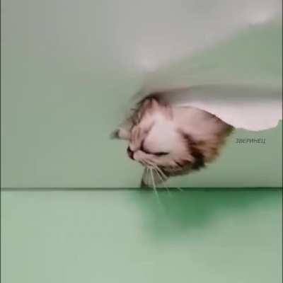 Who's in the ceiling ?! 😹