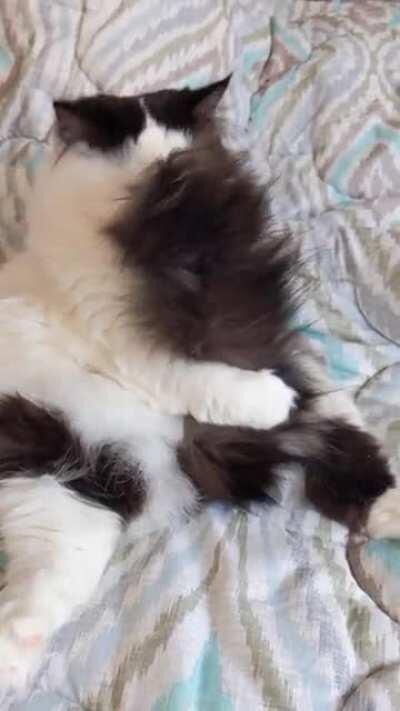 She is a caricature of a cat