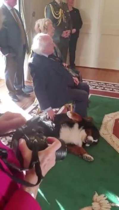 The Irish President getting interrupted by his giant Burmese Mountain dog for some very important tummy rubs