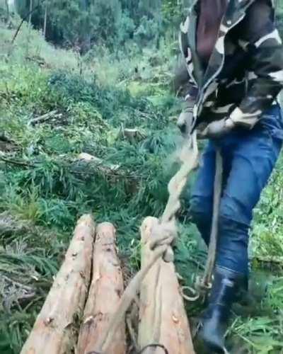 Лесозаготовка